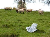 RSPCA urges county to remember sky lantern ban