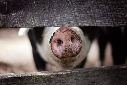 FUW warning over crisis looming for pig industry