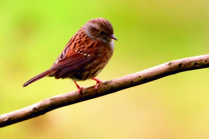 Expert reveals top tips for spotting summer wildlife