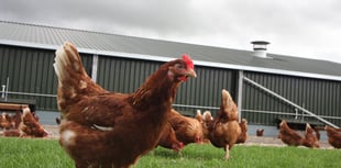 Housing order that has kept poultry cooped up all winter to be lifted