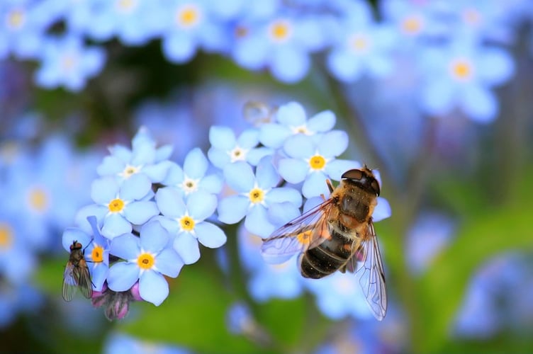 Bee on a flower