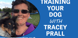 Dog Training with Tracey Prall: The advantages of hydrotherapy