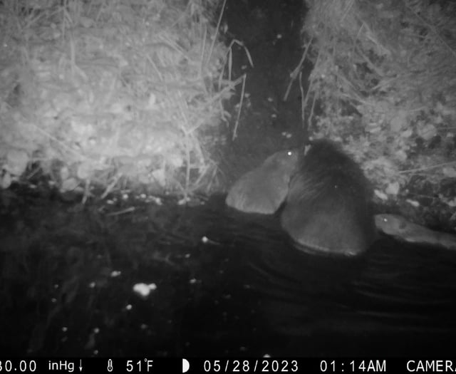 Two babies arrive at Forest beaver project