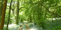 The tree-mendous benefit of Monmouthshire's woodland