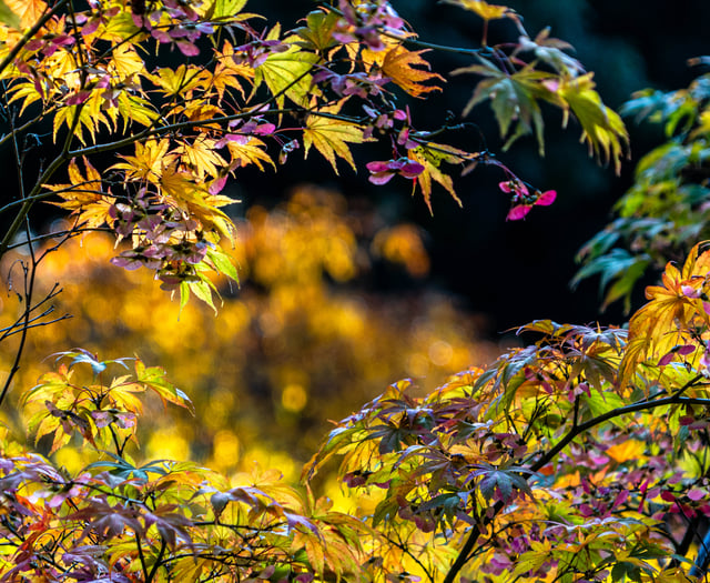 Weather paves way for spectacular autumn colour, experts say