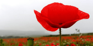 Why we wear a poppy to mark Remembrance Sunday