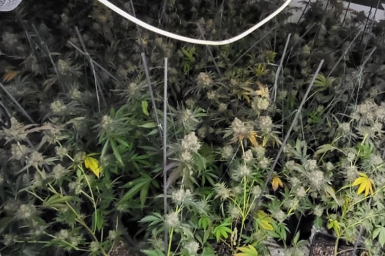 Cannabis plants found in a raid