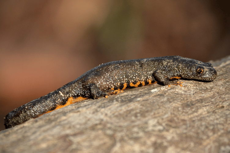 A great crested newt enjoying the sunshine.