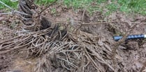 Badger rescued from football net at Wye Valley sports pitch