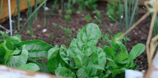 Grant funding available to kickstart community food-growing projects 