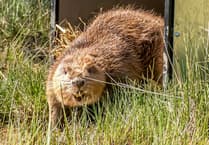 Beavers make a splash in second home 