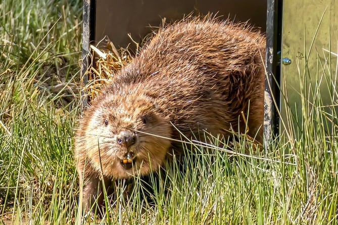 One of the beavers is released at Perry Hay near the Speech House. Photo: Forestry England 
