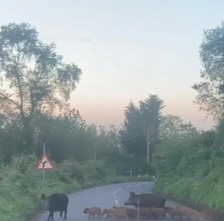 Video grab of two adult boars and at least 13 piglets, causing a roadblock in the Forest of Dean. Viney Hill. May 28 2024. Photo released June 3 2024. Video shows wild boars herding a large group of piglets across a road in part of the UK where their numbers have boomed.Two adult boars and at least 13 piglets were captured causing a roadblock in the Forest of Dean.The population of feral boars in the area has swelled in recent years - with some even learning when bin day is so they can ransack resident's rubbish.Mike Powell, from Lydney, Glos., was driving through Viney Hill with his daughter last Tuesday (28 May) when they saw the boars.
