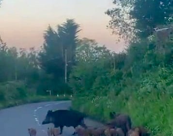 Snout and about as posse of boar piglets block road
