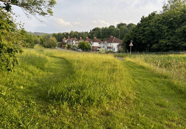 Council mow down Pyramid Orchids