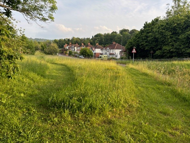 Council mow down Pyramid Orchids