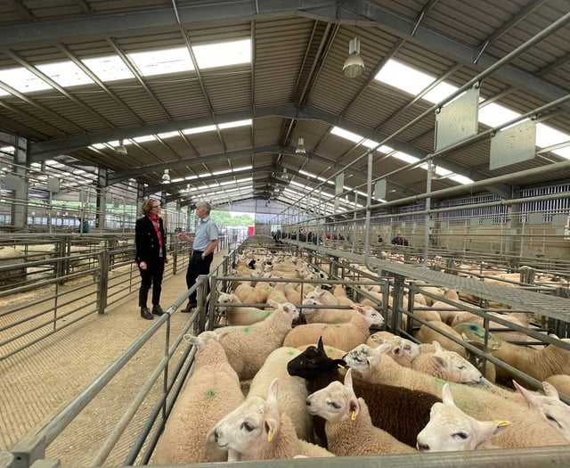 Labour candidate and farming minister visit Raglan Livestock Market