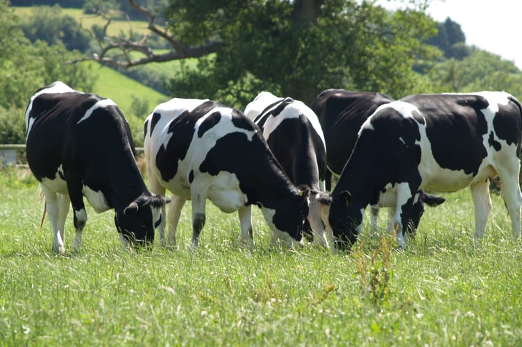 cows in field