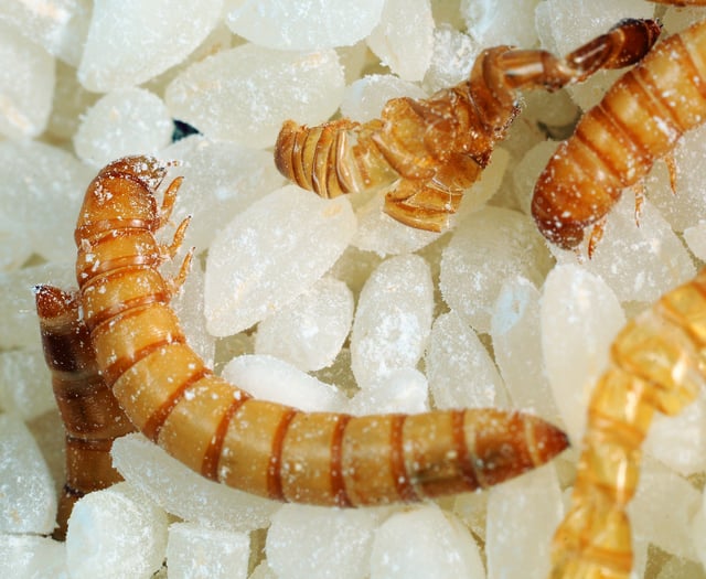 Act quickly if you find a creepy crawly in your food cupboard