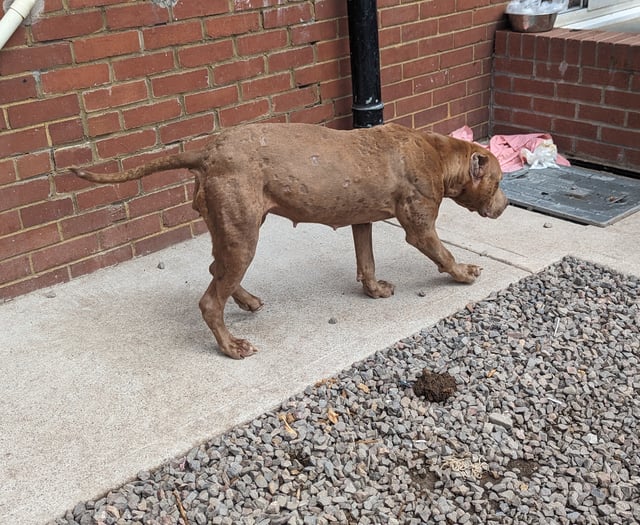 Ten year ban for Abergavenny man caught beating his dog