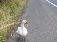 New home for motorway swan