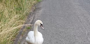 New home for motorway swan