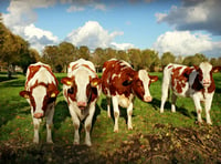 The search begins for Dairy Stockperson of the Year