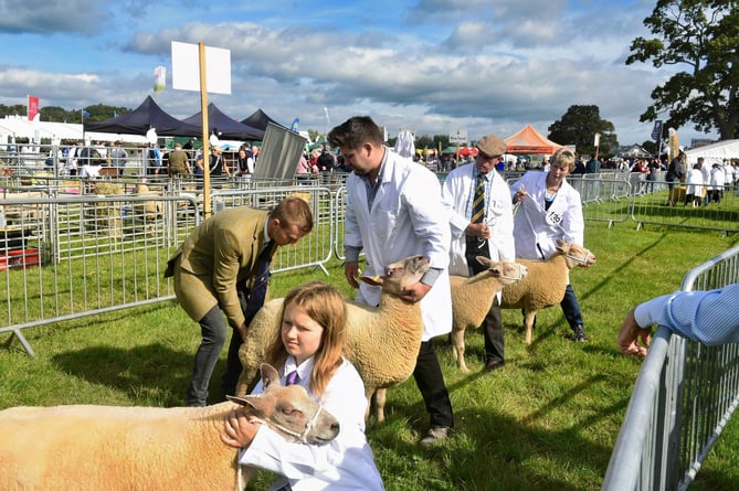 Evie Miles and Cathy Godfrey with their continental sheep