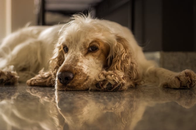 Cocker spaniel