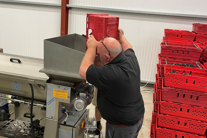 Robb empties the first  Pinot Noir Precoce grapes harvested into the new de-stemmer