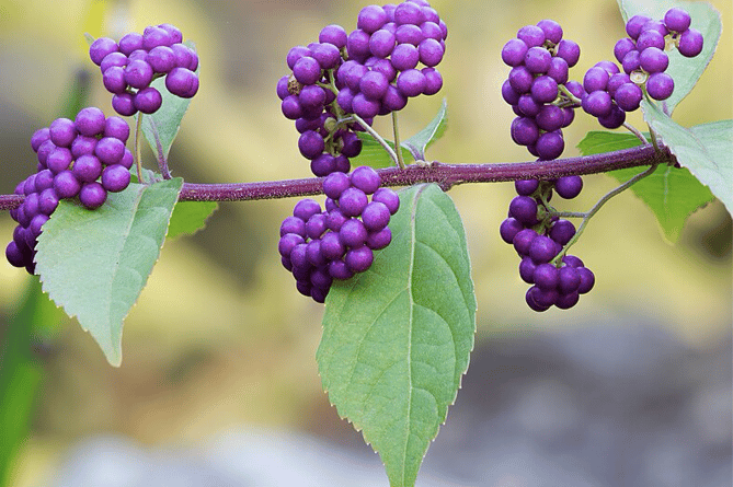 Callicarpa