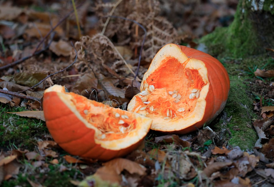 Pumpkins are no treat for Forest wildlife