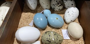 Police op cracks international birds egg conspiracy