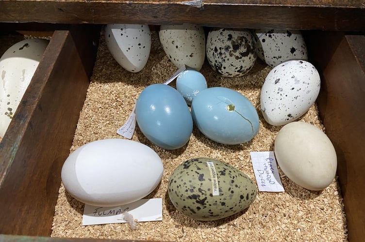 Yellow legged gull and black headed duck eggs were seized.