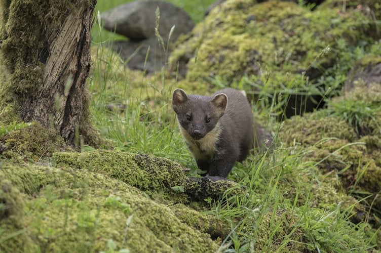 A Scottish pinemarten